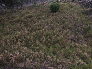 Vivers Càrex - Brachypodium retusum 